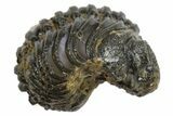 Long Partially Enrolled Morocops Trilobite - Morocco #296613-1